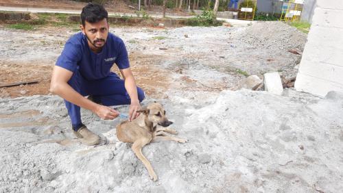 Charity für Straßenhunde in Indien